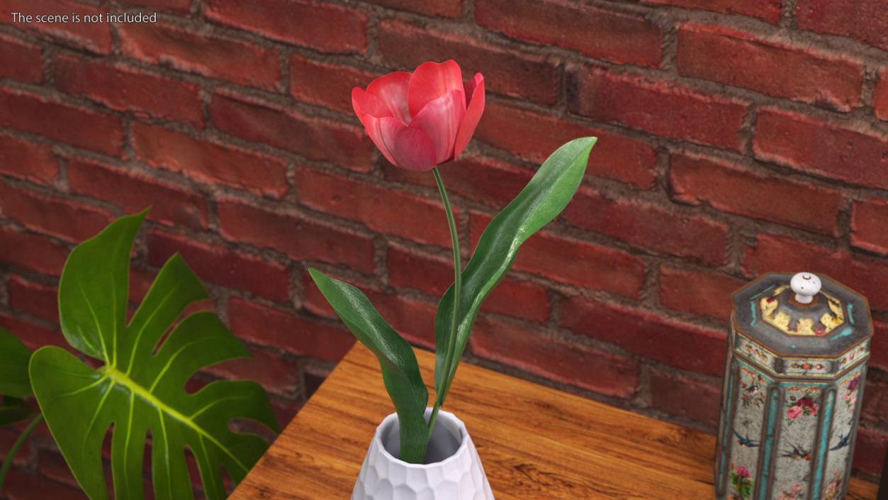 3D Pink Blooming Tulip Flower