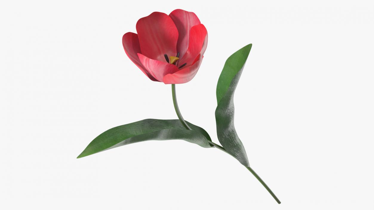 3D Pink Blooming Tulip Flower