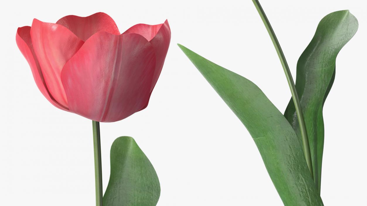 3D Pink Blooming Tulip Flower