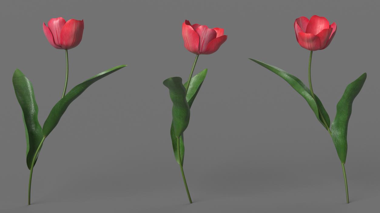 3D Pink Blooming Tulip Flower