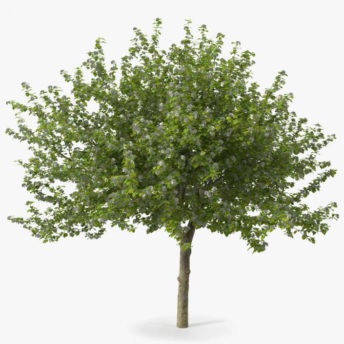 Cockspur Hawthorn with Flower 3D model