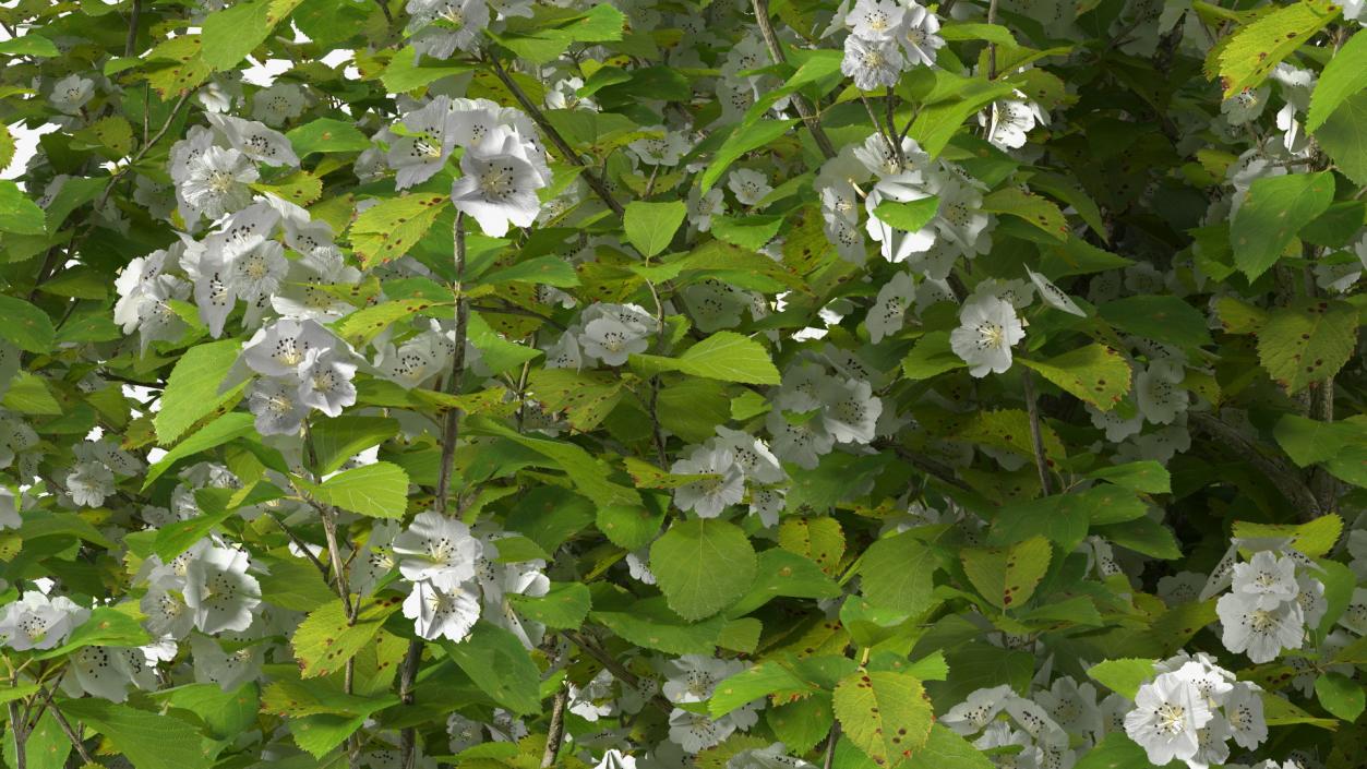 Cockspur Hawthorn with Flower 3D model