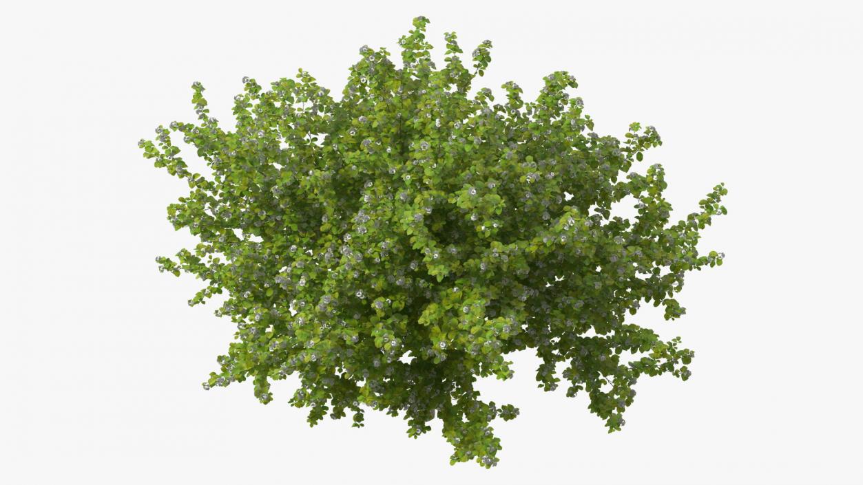 Cockspur Hawthorn with Flower 3D model