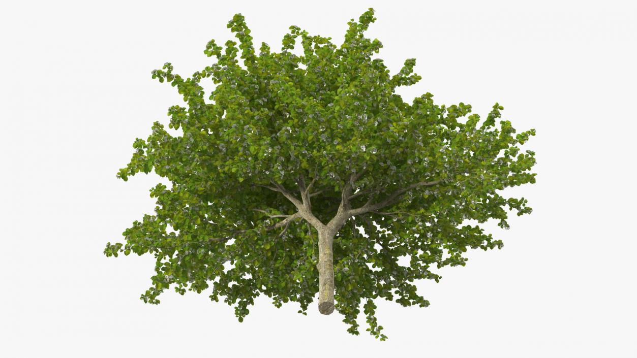 Cockspur Hawthorn with Flower 3D model