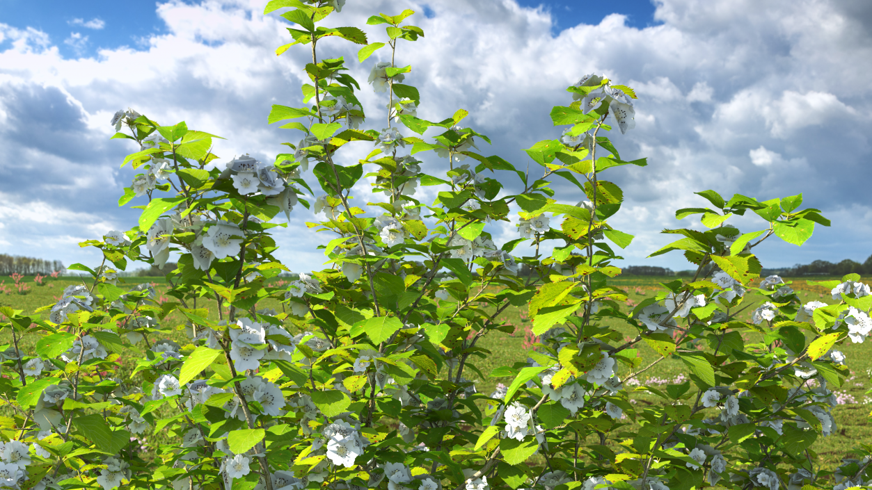 Cockspur Hawthorn with Flower 3D model