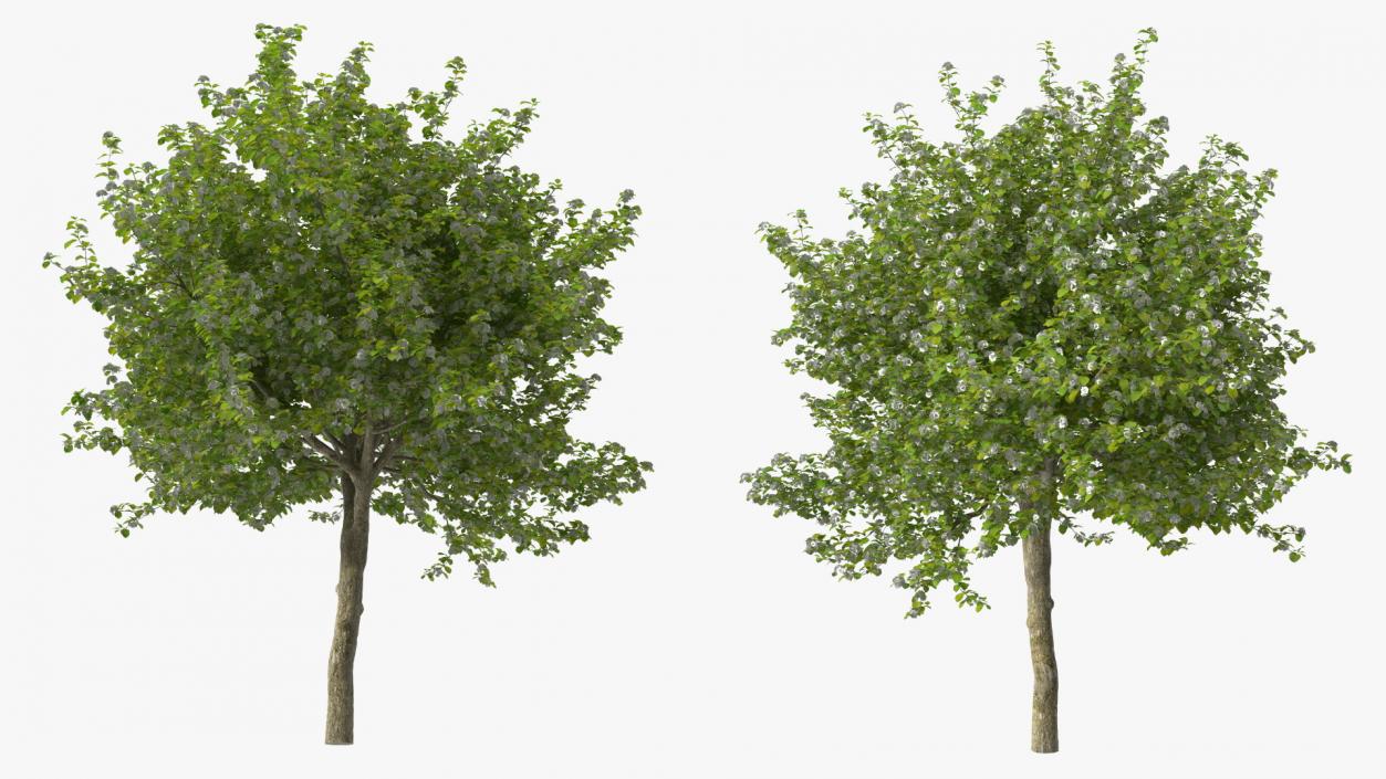 Cockspur Hawthorn with Flower 3D model