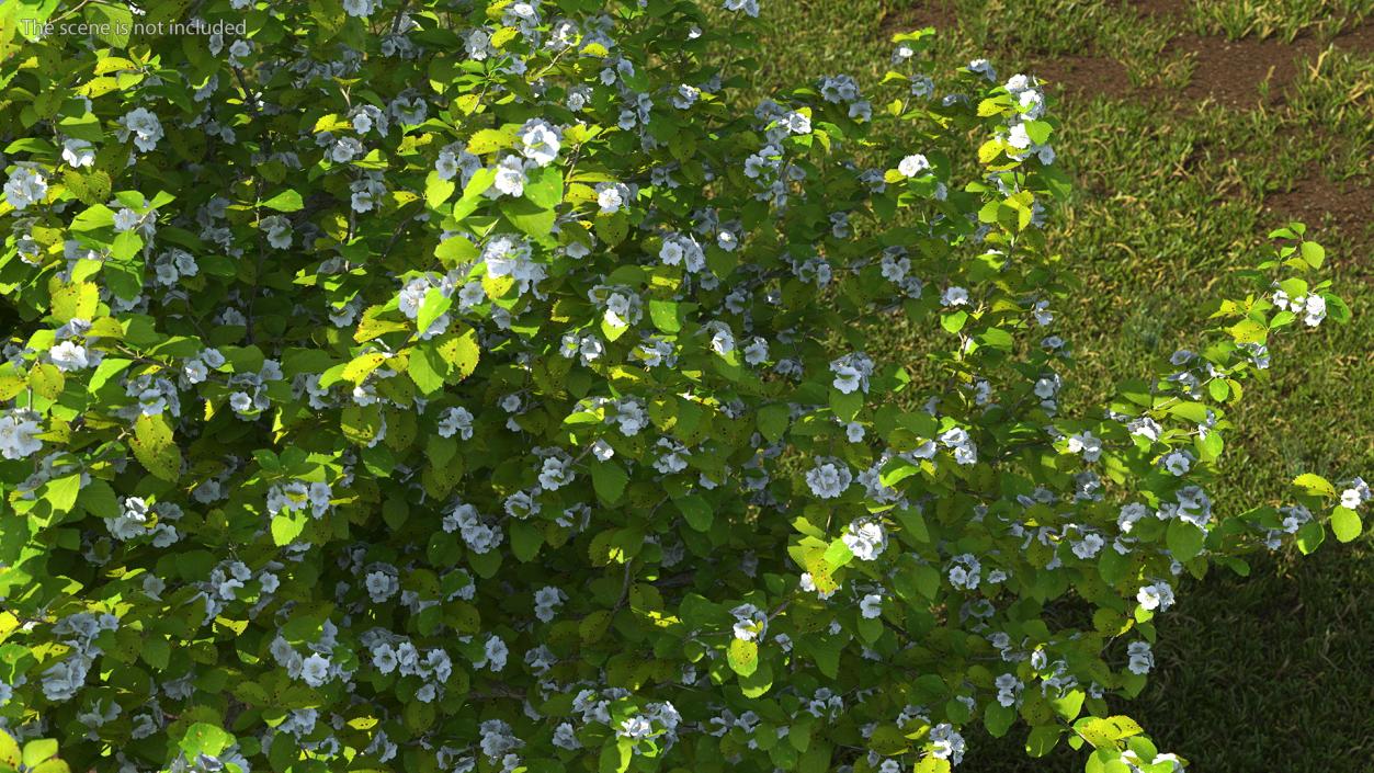 Cockspur Hawthorn with Flower 3D model