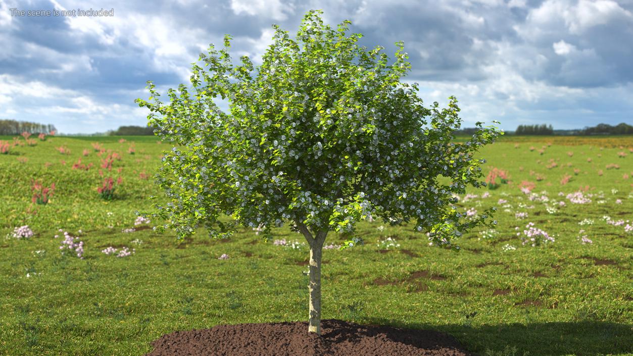 Cockspur Hawthorn with Flower 3D model