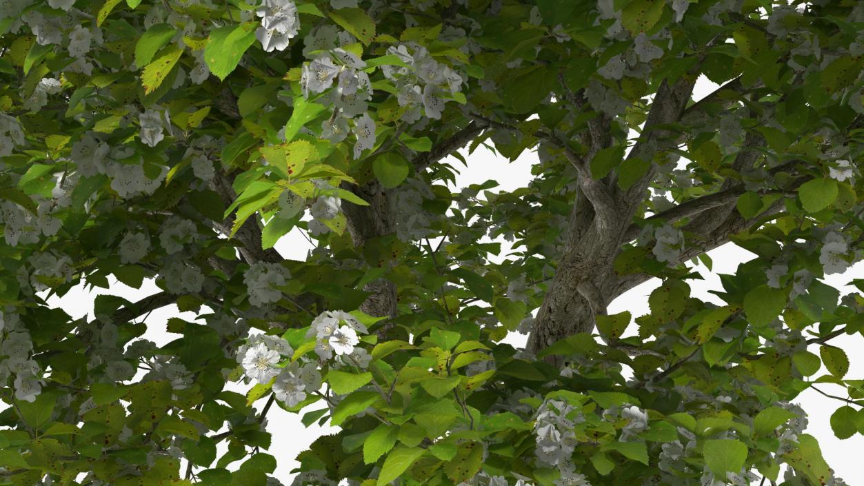 Cockspur Hawthorn with Flower 3D model