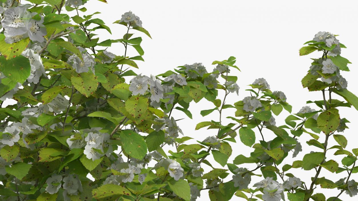 Cockspur Hawthorn with Flower 3D model