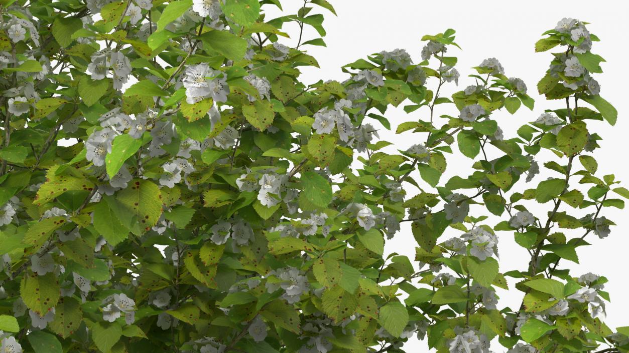 Cockspur Hawthorn with Flower 3D model