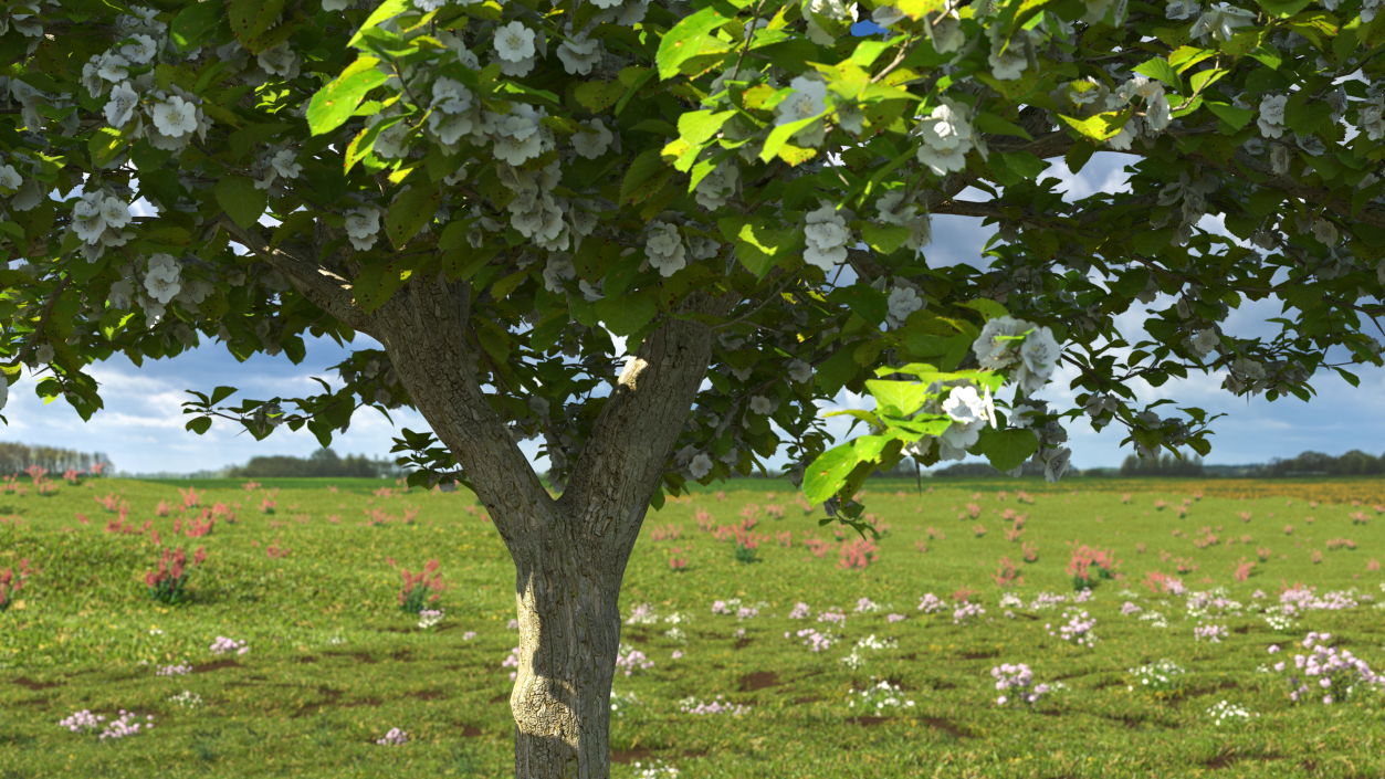 Cockspur Hawthorn with Flower 3D model