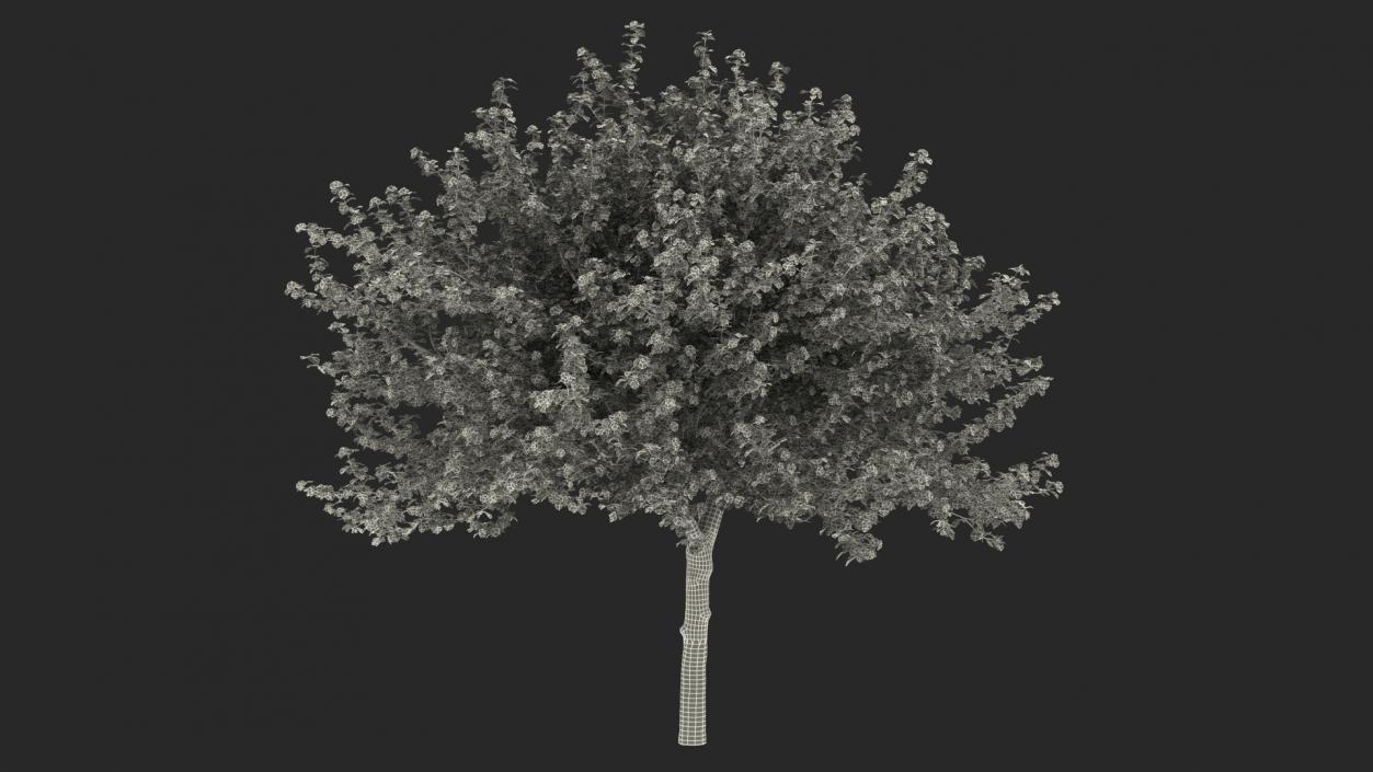 Cockspur Hawthorn with Flower 3D model