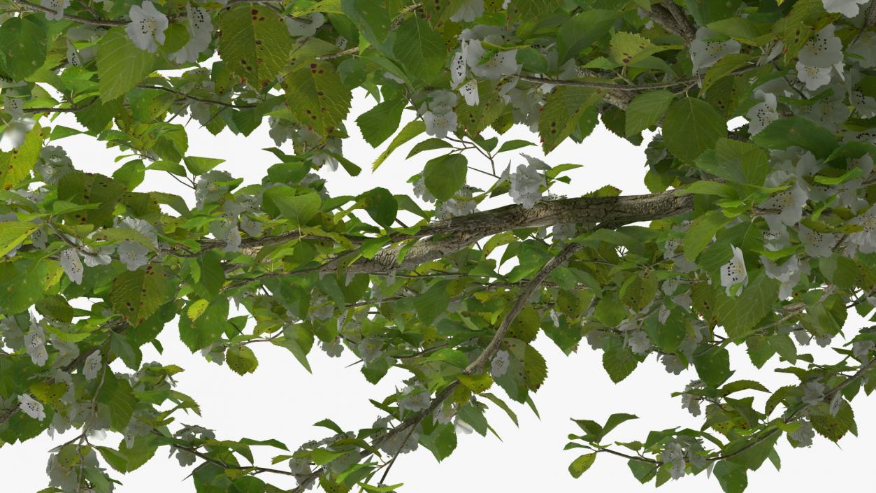 Cockspur Hawthorn with Flower 3D model