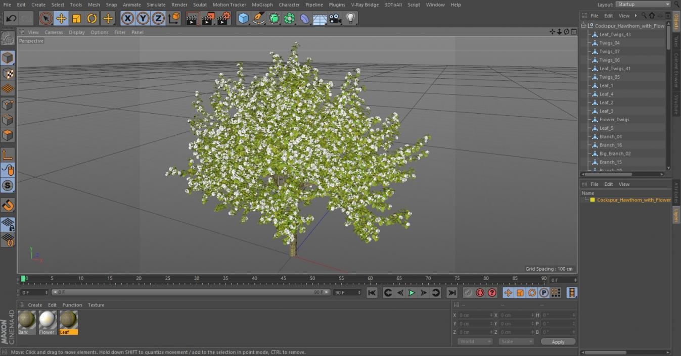 Cockspur Hawthorn with Flower 3D model