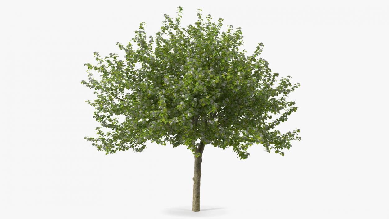 Cockspur Hawthorn with Flower 3D model