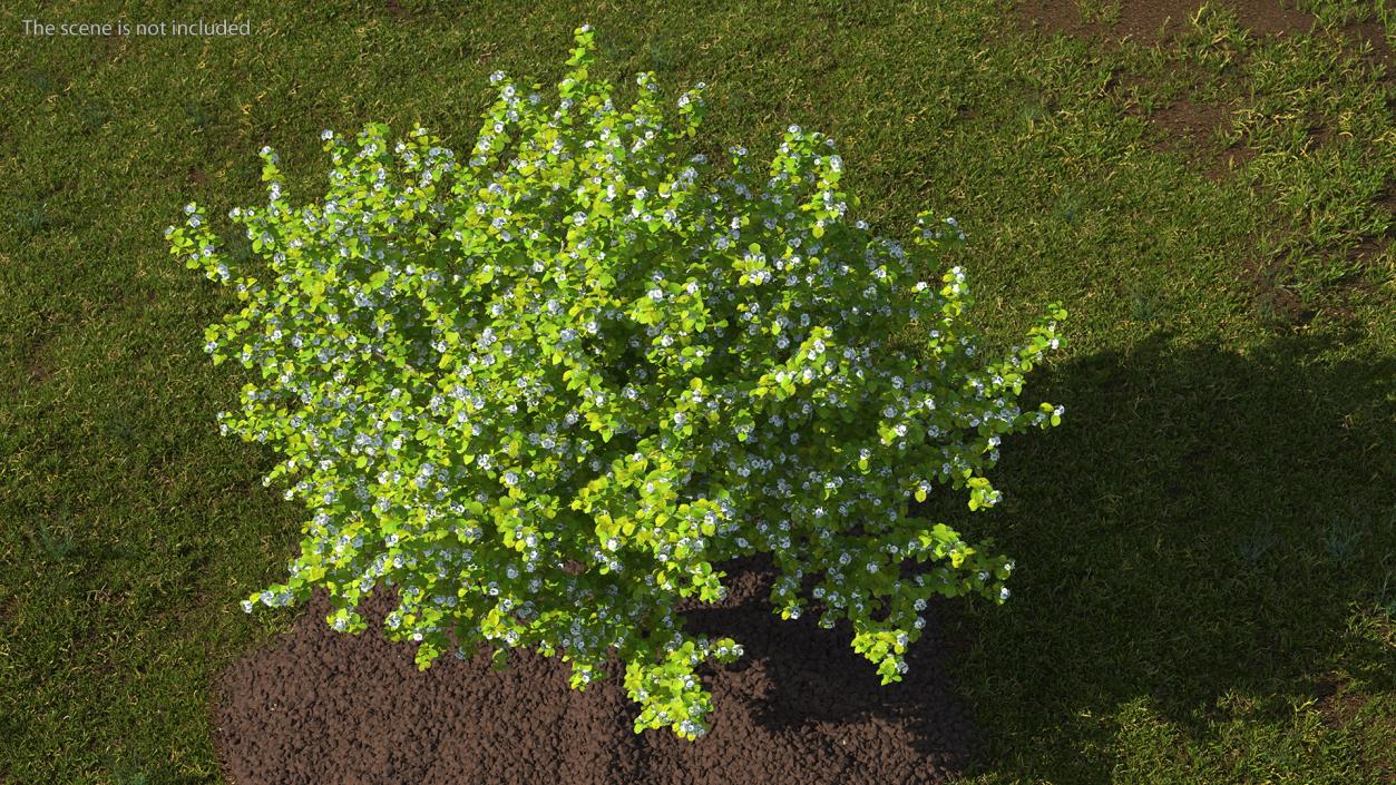 Cockspur Hawthorn with Flower 3D model