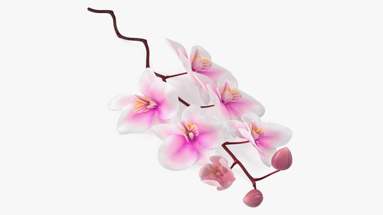 Small Orchid Stem 3D