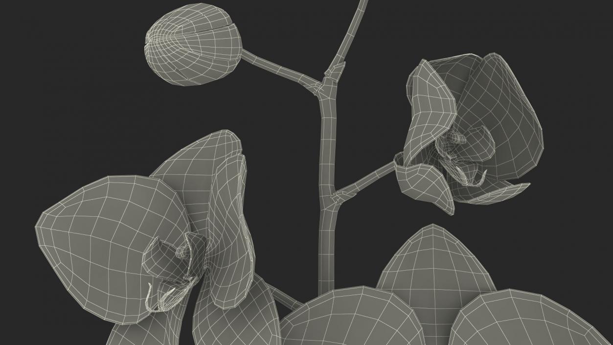 Small Orchid Stem 3D