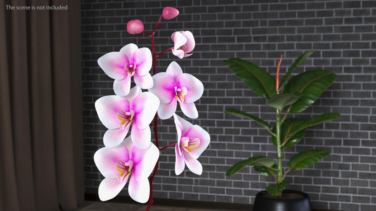 Small Orchid Stem 3D