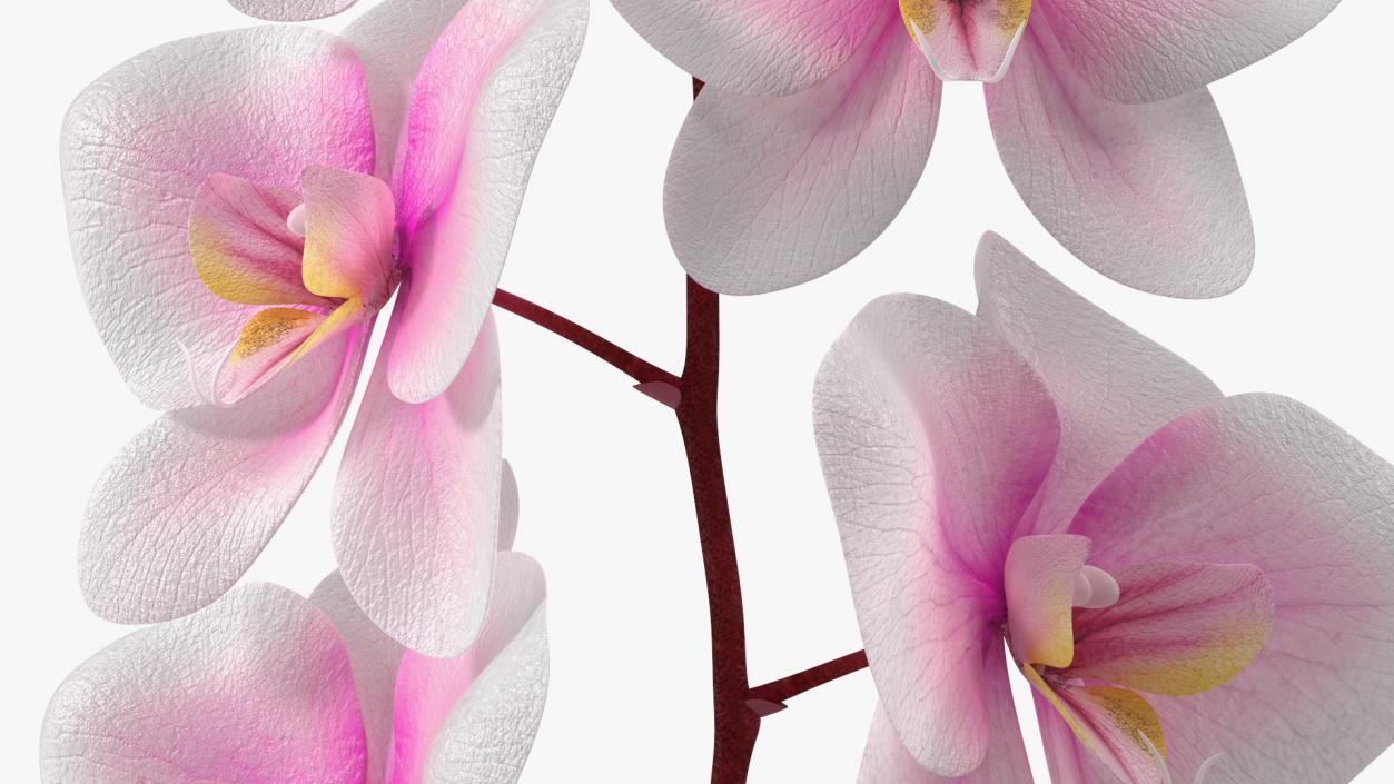 Small Orchid Stem 3D