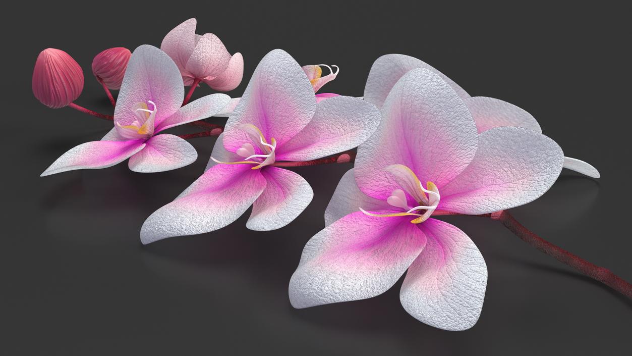 Small Orchid Stem 3D