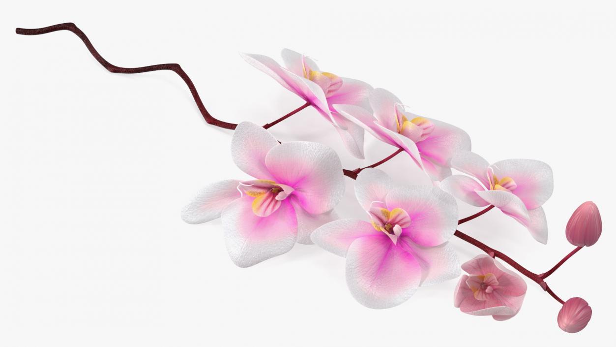 Small Orchid Stem 3D