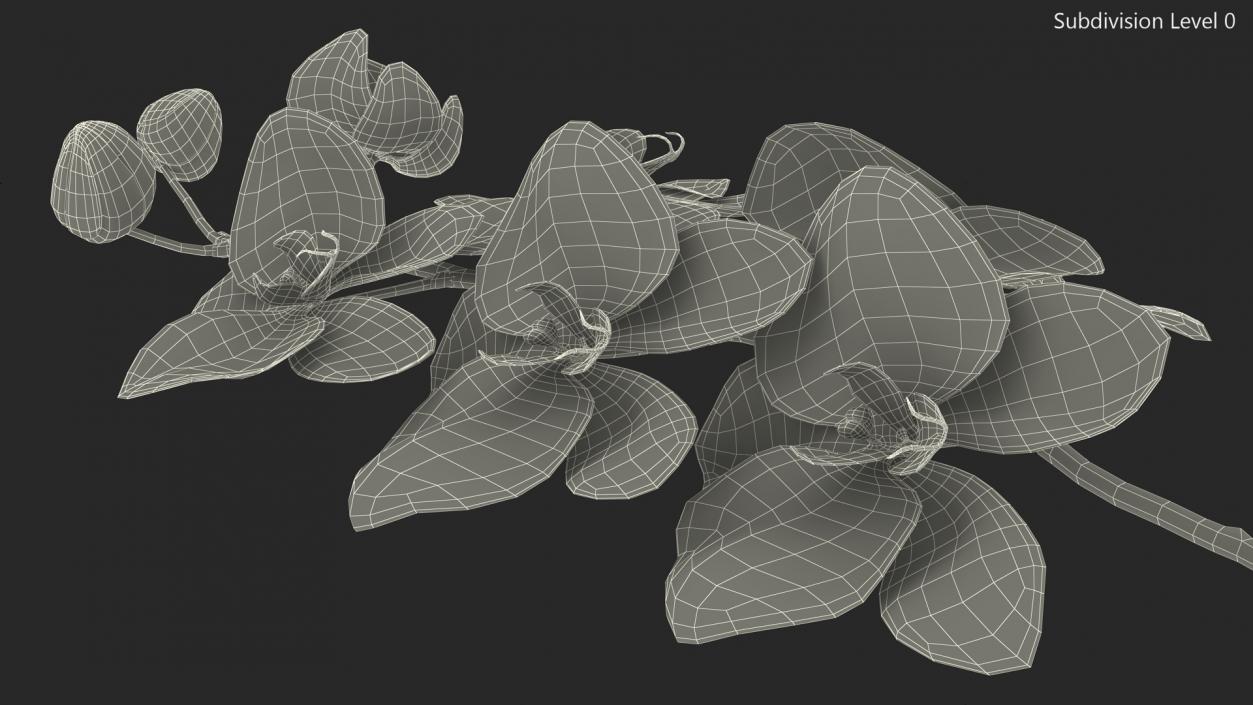 Small Orchid Stem 3D