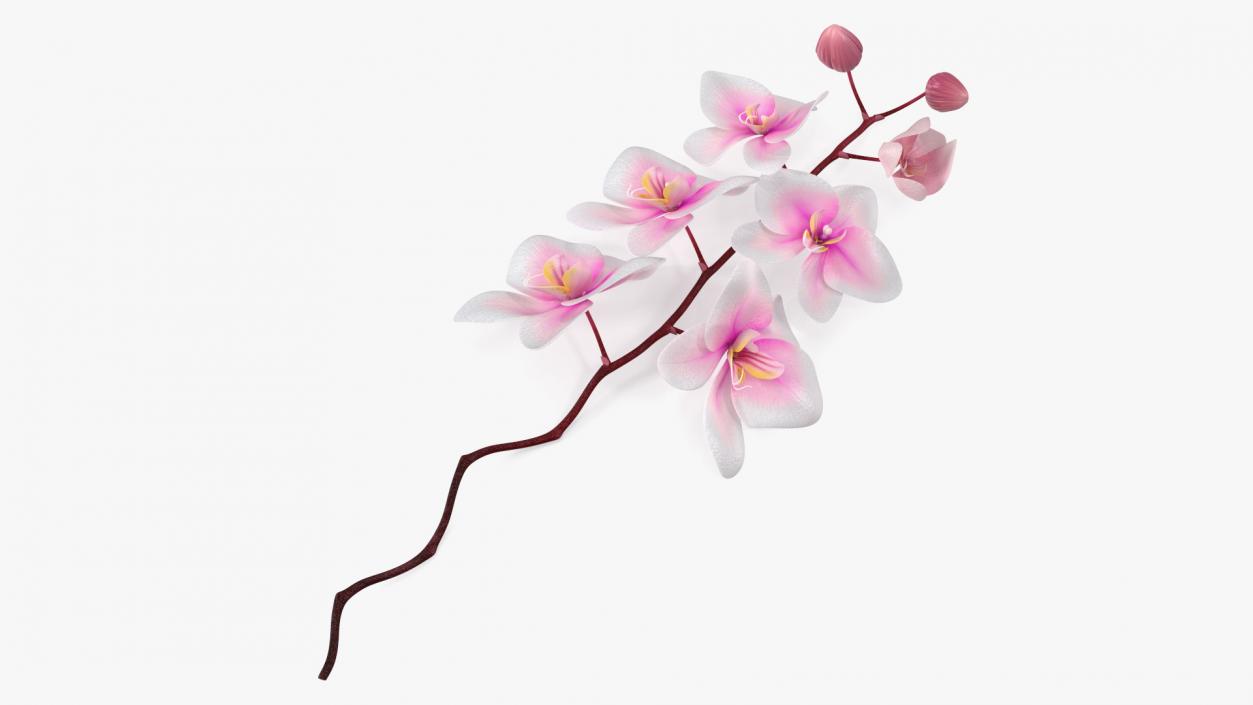 Small Orchid Stem 3D