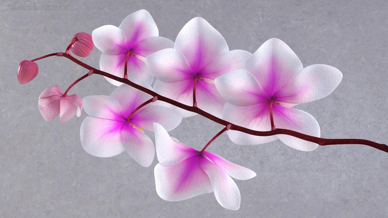 Small Orchid Stem 3D