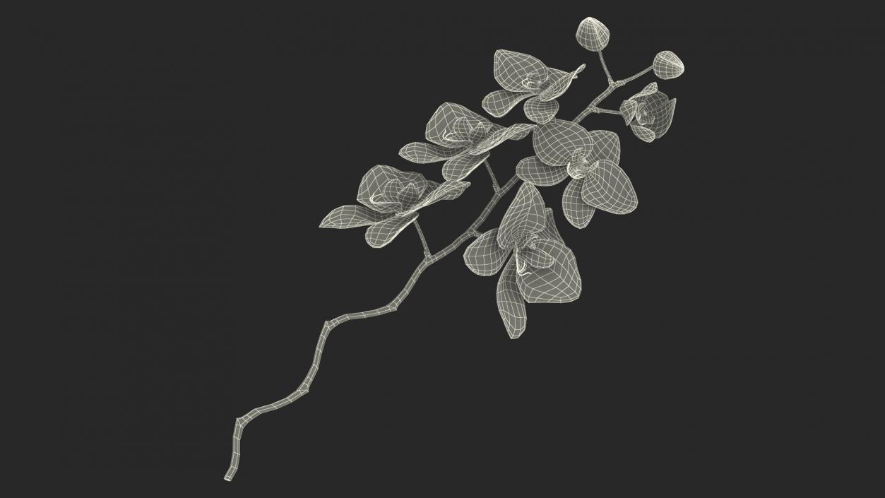 Small Orchid Stem 3D