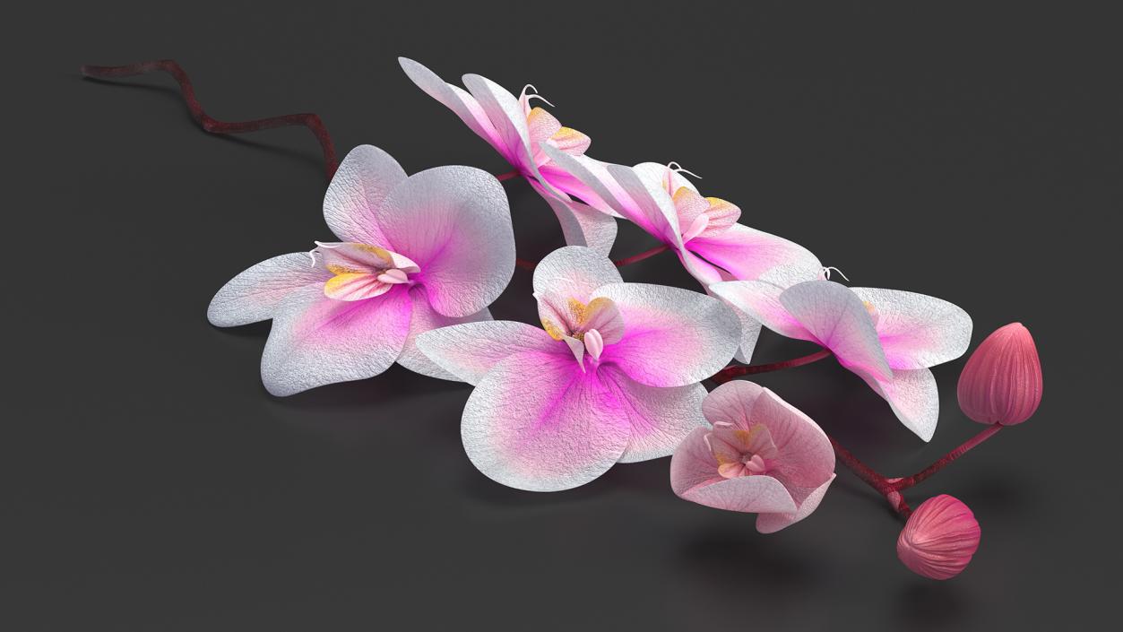 Small Orchid Stem 3D