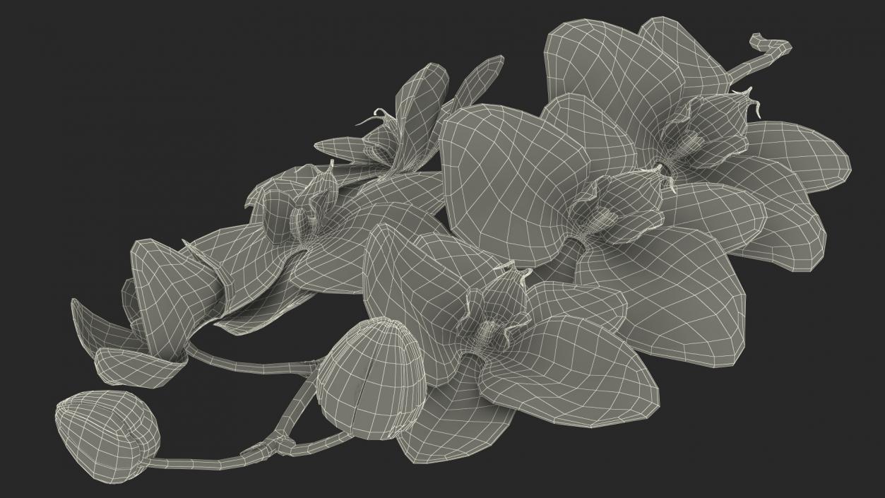 Small Orchid Stem 3D