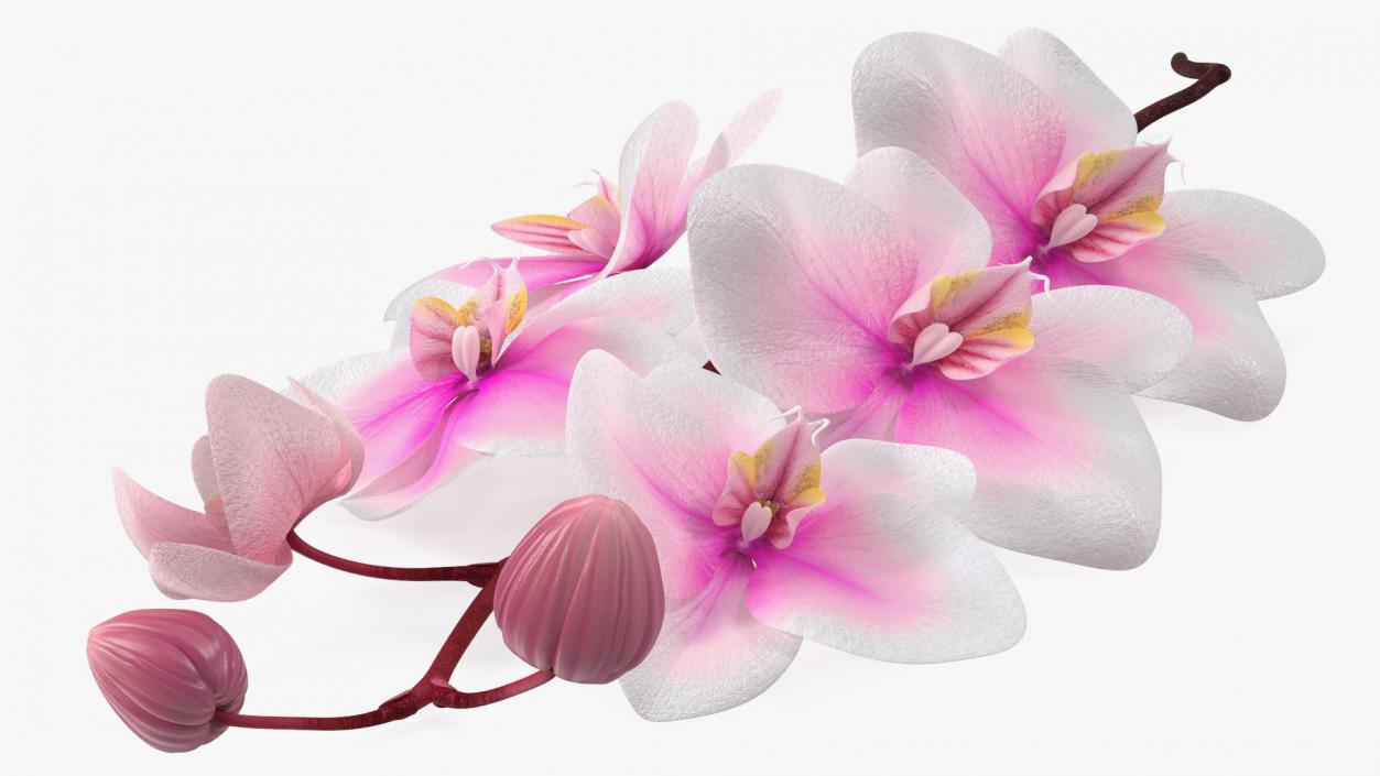 Small Orchid Stem 3D