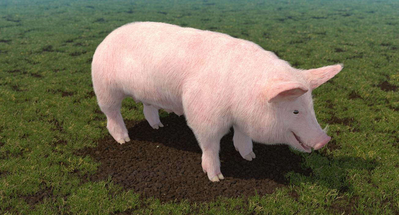 Pig Sow Landrace Rigged with Fur 3D