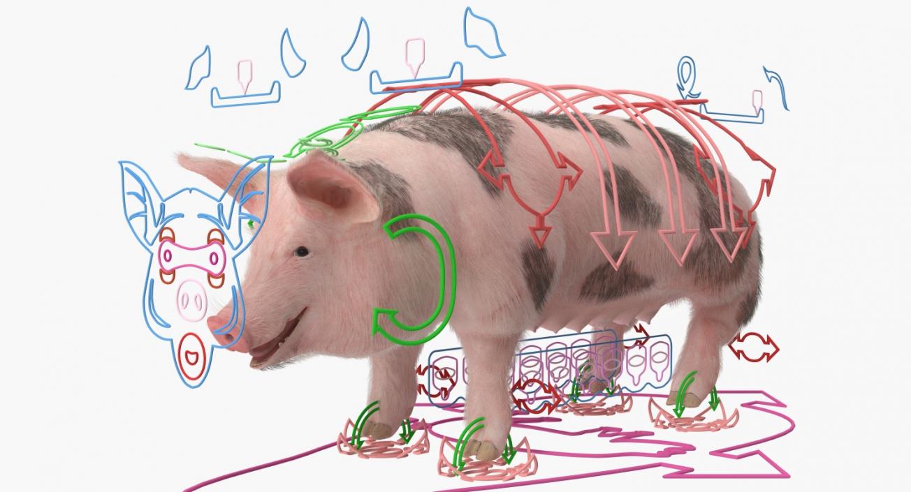 Pig Sow Landrace Rigged with Fur 3D