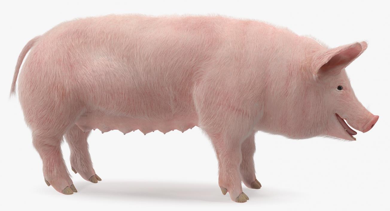 Pig Sow Landrace Rigged with Fur 3D