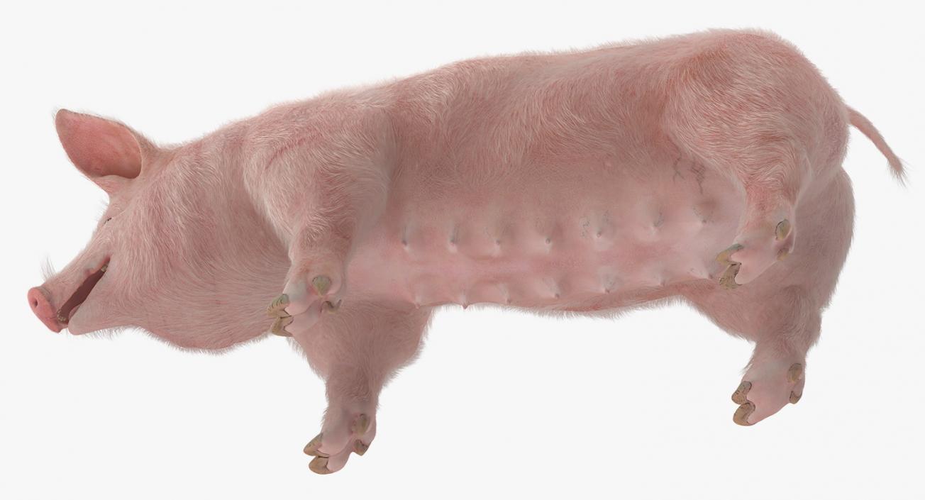 Pig Sow Landrace Rigged with Fur 3D