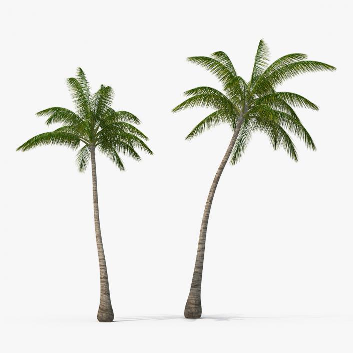 3D Tall Coconut Palm Trees model