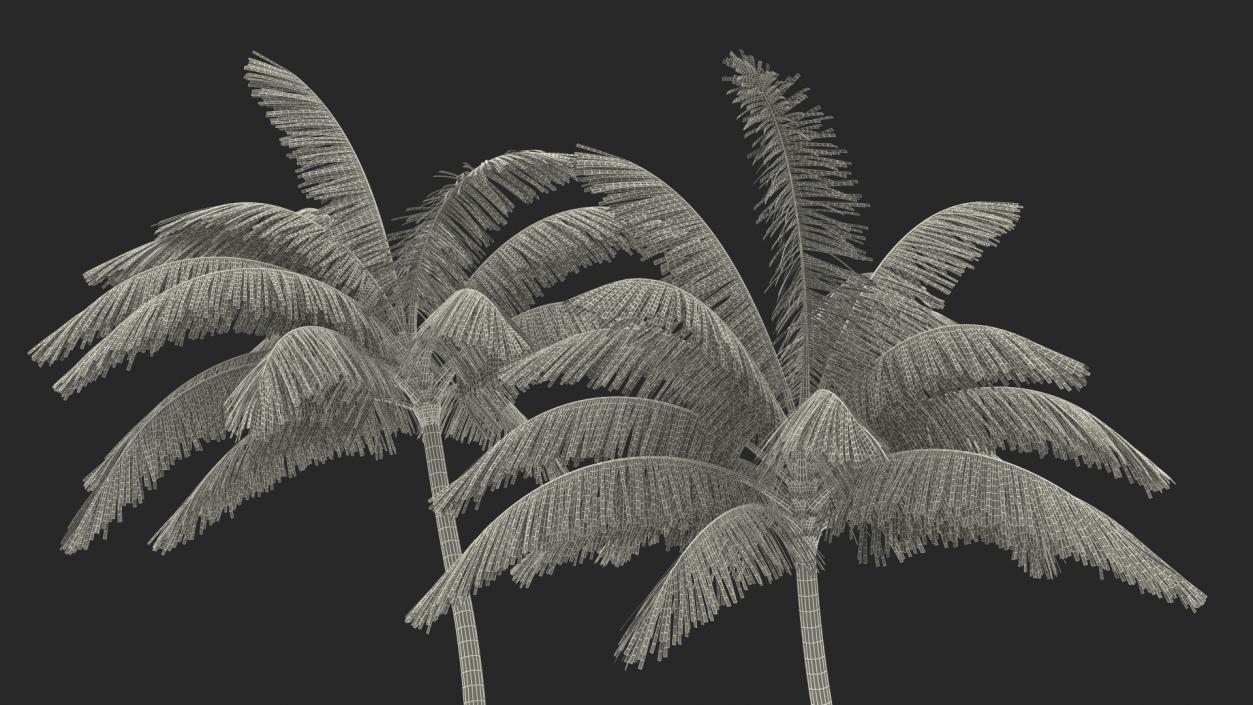 3D Tall Coconut Palm Trees model