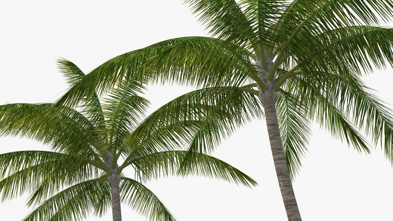 3D Tall Coconut Palm Trees model