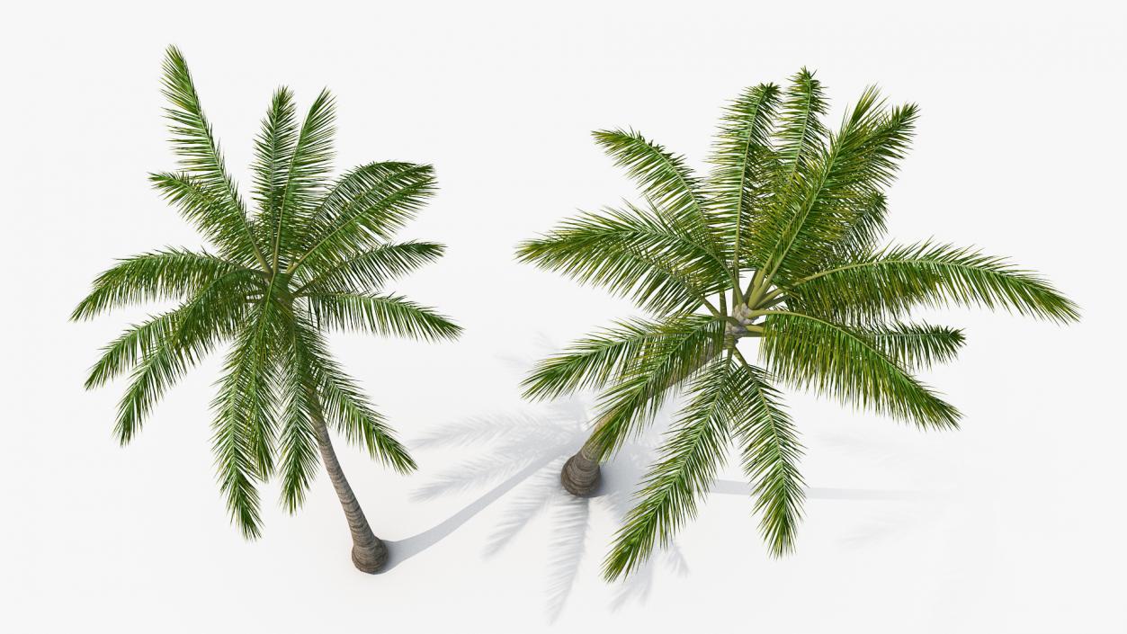 3D Tall Coconut Palm Trees model