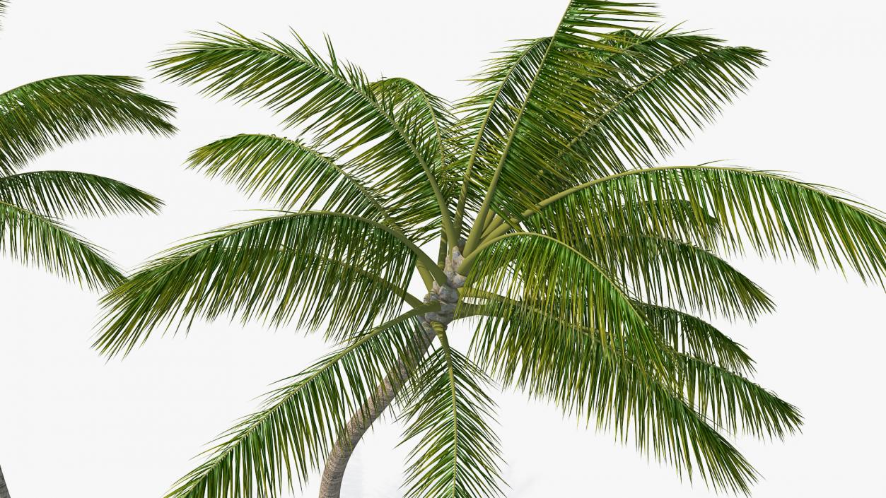 3D Tall Coconut Palm Trees model