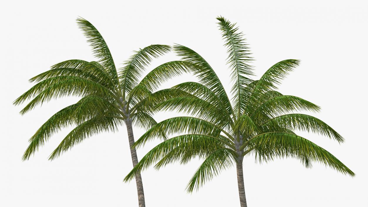 3D Tall Coconut Palm Trees model