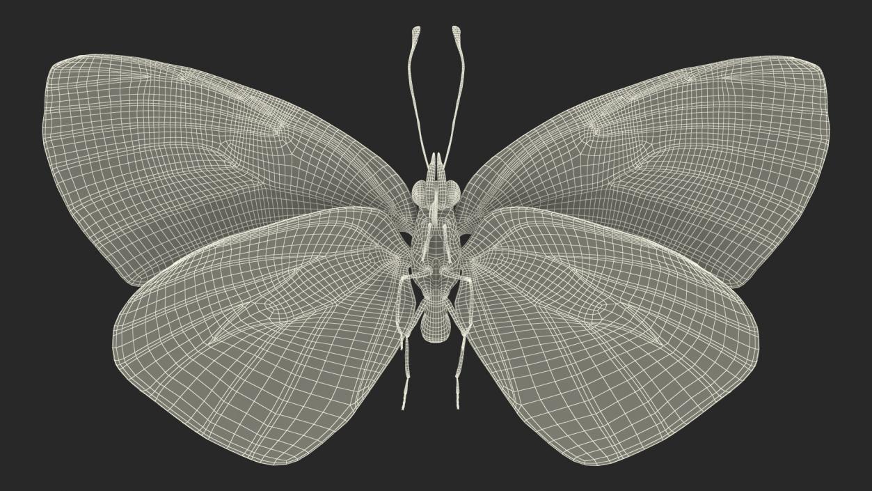 3D Animated Butterflies Rigged Collection model