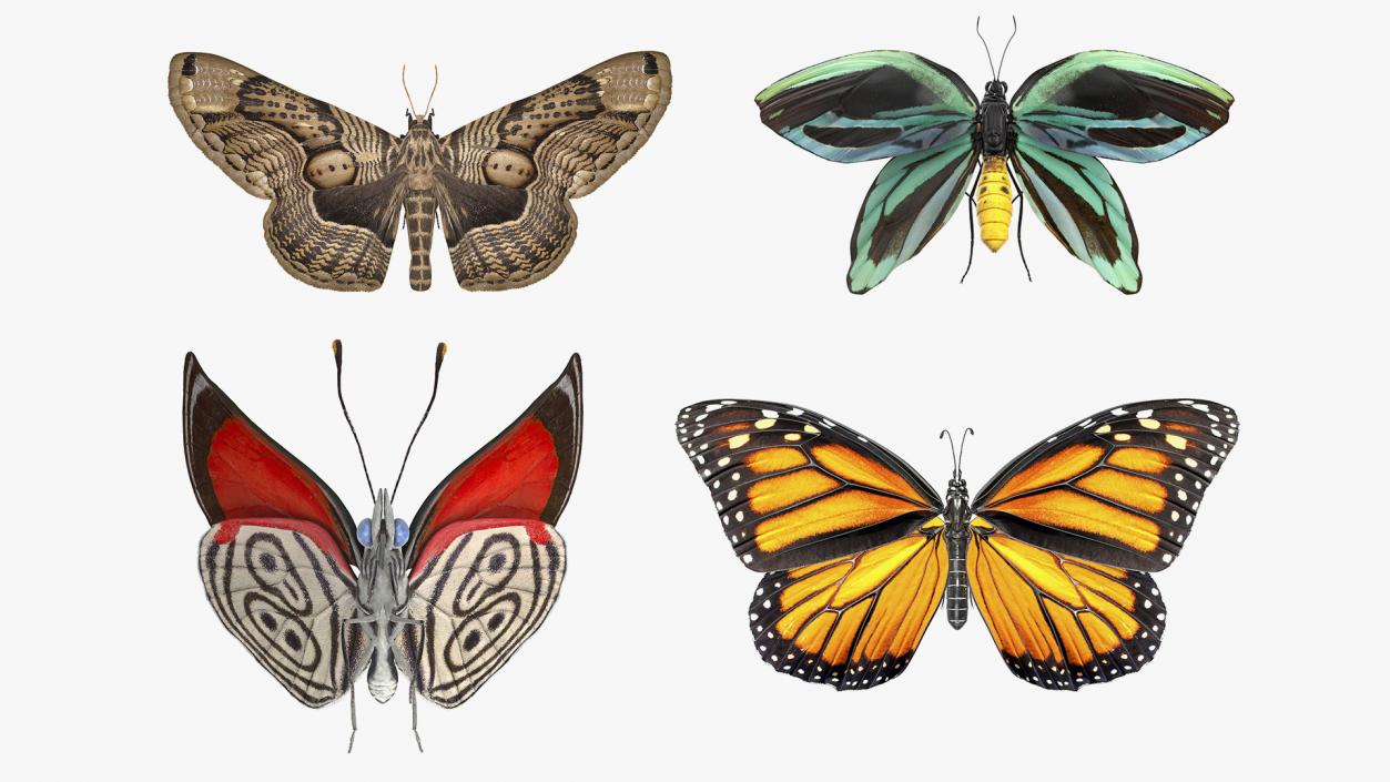 3D Animated Butterflies Rigged Collection model