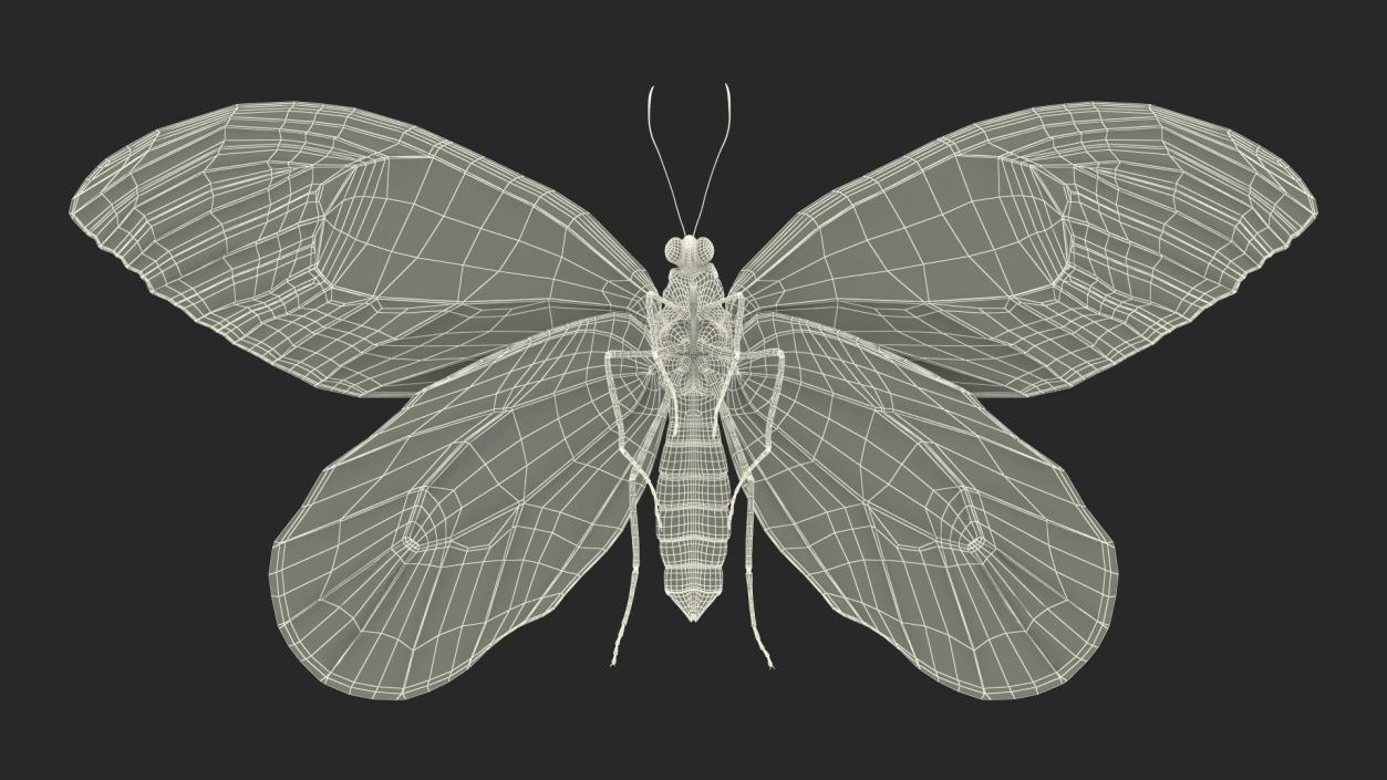 3D Animated Butterflies Rigged Collection model