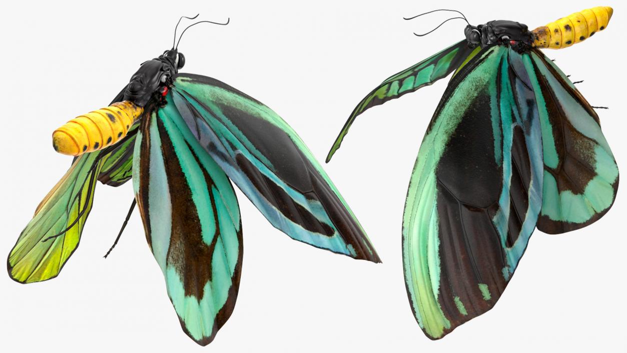 3D Animated Butterflies Rigged Collection model