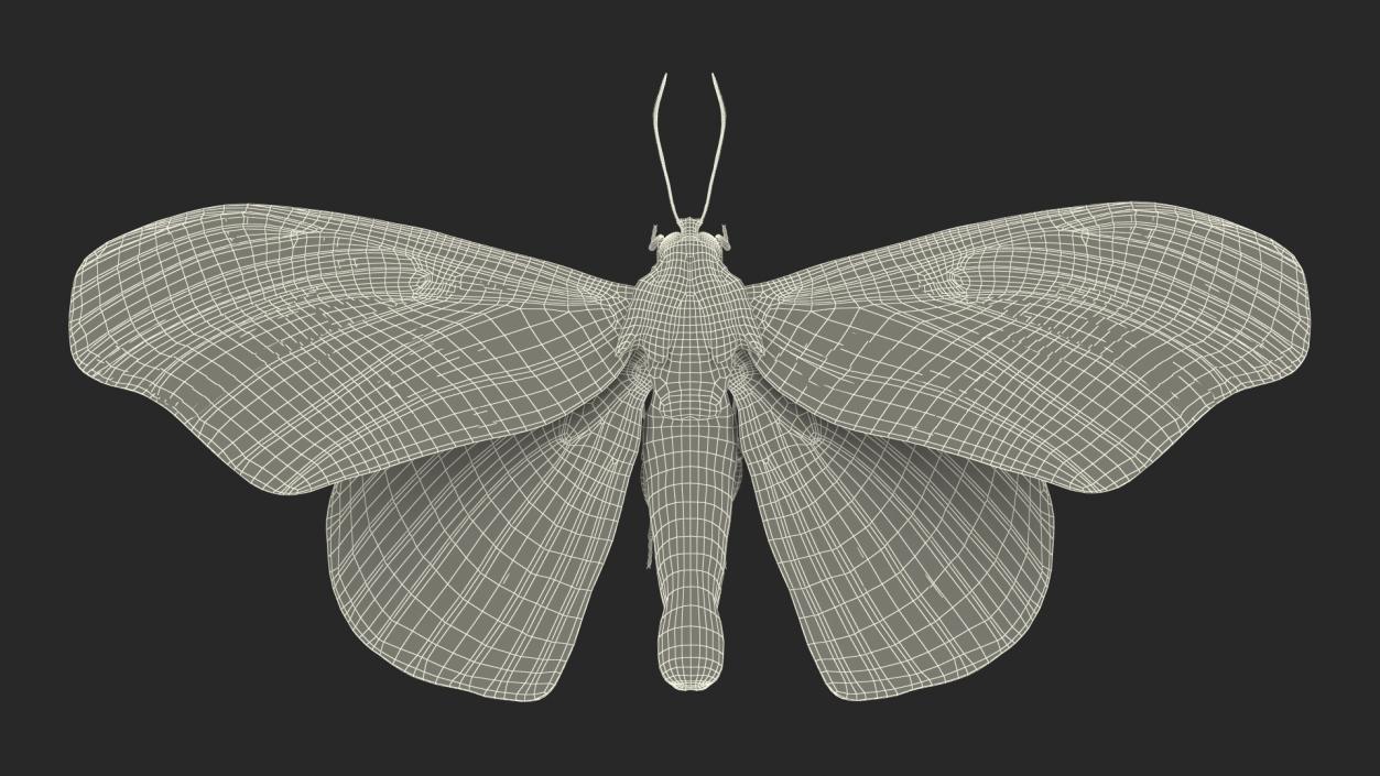 3D Animated Butterflies Rigged Collection model