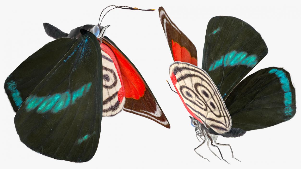 3D Animated Butterflies Rigged Collection model